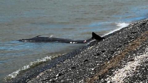 A whale washed up on shingle. Its tail is just on the beach; the rest of its body is in the shallow water. It is dark in colour.