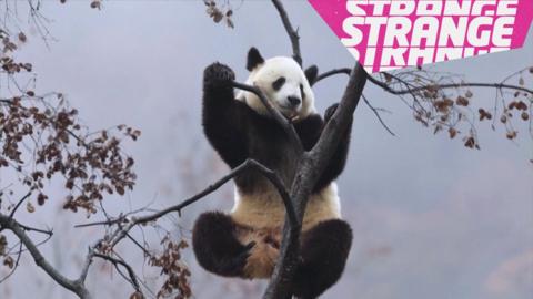 A panda up a  tree