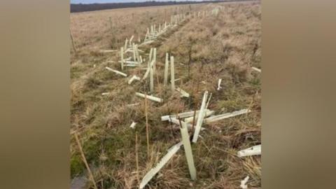 View of newly planted trees, very small, with smashed guards - there are dozens of them stretching from the foreground to the background in a line, in scrubbly grass.