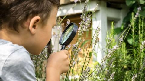 Young boy looks at flowers in garden through microscope