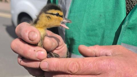 Duckling in hands