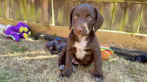 A brown puppy sitting on grass next to a wooden fence with toys.