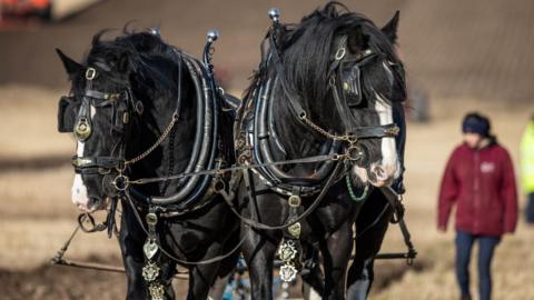 Two horses walking side by side as they pull a plough. In the background is a person in a red jacket.