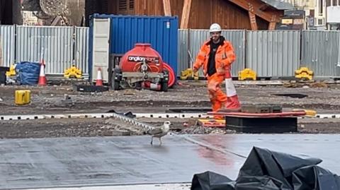 Construction site with wet concrete and a juvenile herring gull, being shooed off by a worker in white hard hat and orange high visability clothing. Behind the compound fence is the market building.