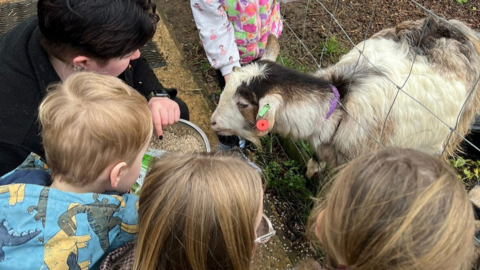 Three children and one adult looking at a goat through a fence.