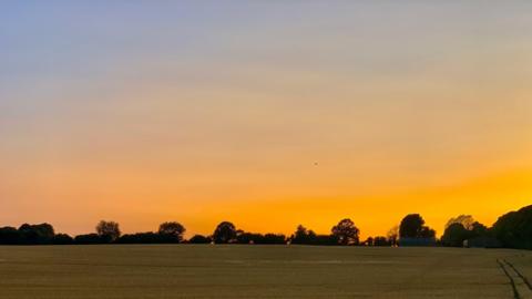 A golden sunset over a field of yellow crops at Brightwalton. The sky is lit up a yellow/orange colour and on the horizon is a row of trees and a barn silhouetted against the sky.  