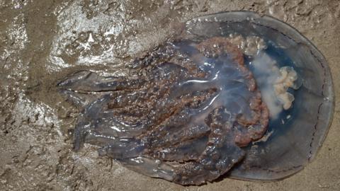 A barrel jelly washed up on the beach. It is blue in colour and lying on the sand with its tentacles out flat.