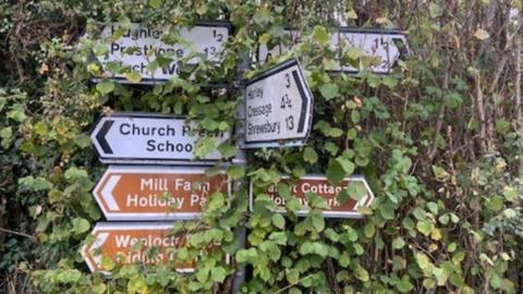 A road sign pointing to a number of locations which is partially overgrown by a hedge