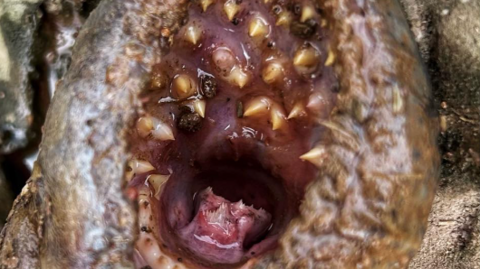 Close up of the mouth of a Lamprey, with rows of tiny teeth