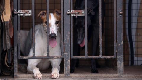 Two greyhound dogs in a van outside the stadium. One is mainly white and the other is black. 