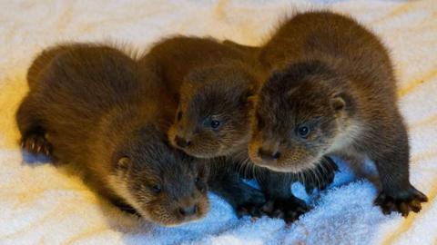 Three otter cubs close together on a white towel 