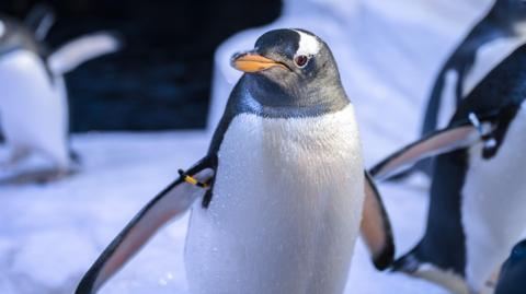 Brian the penguin looking towards the camera with one eye. Brian has a black head with a white patch over the eyes and a white body. There are other penguins in the background.