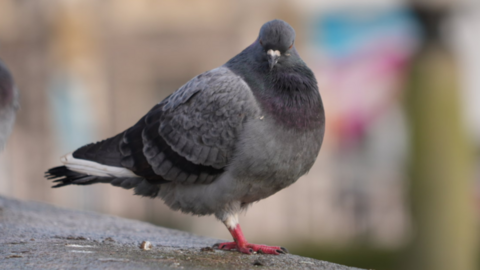 A close up of a grey feathered pigeon that is on a wall by Norwich markets. It is looking down its beak towards the camera.