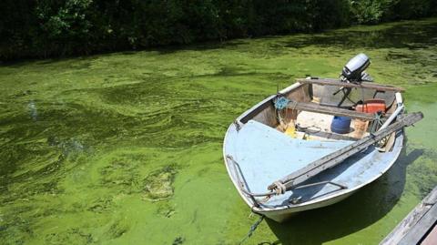 A small boat with a blue bow sits in water that is bright green in colour.