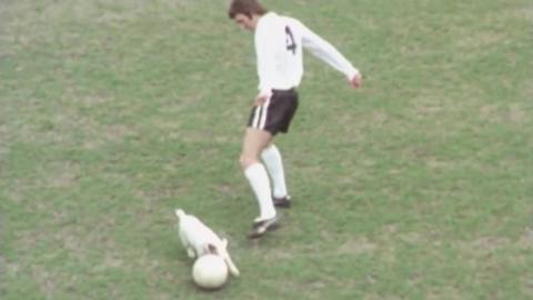 Brandy the Jack Russell terrier pushes a ball around a football player