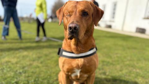 Woody is a fox red Labrador. He has one eye. He's sitting on grass. Some people are in the background. 