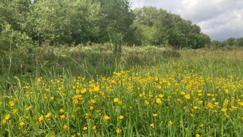 View of Danes Moss in Macclesfield. It includes buttercups in the foreground and trees in the background.