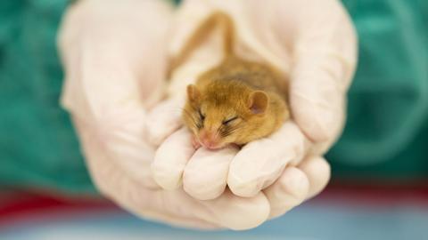 A tiny dormouse is held in hands. It sits on three of the fingers of someone wearing surgical gloves. The dormouse has its eyes closed.