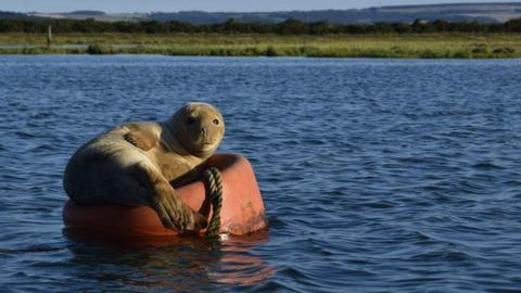 A seal is pictured reclining on an orange buoy and looking up at the camera. The buoy is on a river. The bank with reeds and hills in the far distance can be seen in the background.  