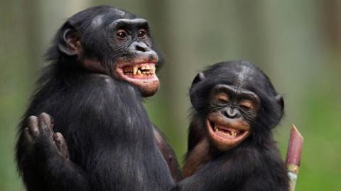 Two smiling bonobos.