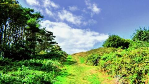 Green grass, bushes and trees on either side of a country path with blue sky over head