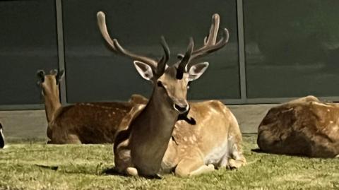 A picture of a brown stag with two large antlers. It is laid down on grass and there are two others in the background. The deer is looking to the right.