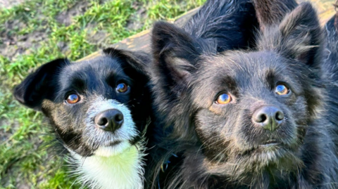 Two terrier-type dogs are looking up to the side. One has a black face and a white bit around its nose and neck. The other one is black and fluffy with pointy ears. They are standing on grass.