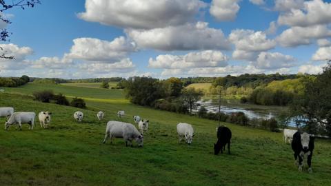 A herd of cows grazing in a field on a sunny day. A river can be seen in the background along with a fence. The cows are mainly white - a couple have darker patches. Trees and hedges can also be seen in the distance