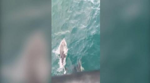 A grey dolphin swims on the surface of the sea.