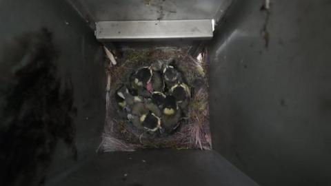 A view of the nest from a above. The bin contains about 10 great tits in their nest.