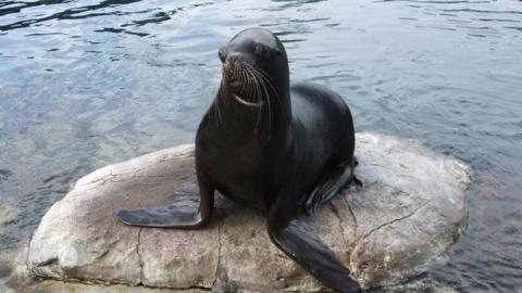 A sea lion sitting on a rock. She is surrounded by a body of water.