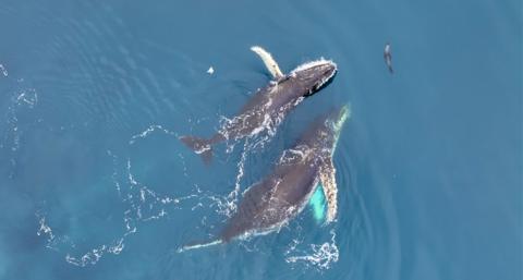 Playful humpback whales interacting with a seal 