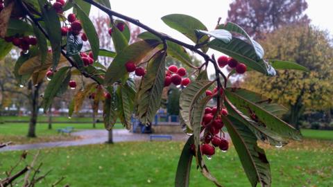 A branch of a tree with green leaves and red berries dominates the picture. A park can be seen in the background with grass and a path running up to a small structure. There are raindrops hanging on the berries.