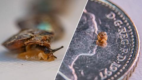 Split image, on the left a close up of a critically endangered snail, on the right an aerial shot of the snail on a 10pence coin.