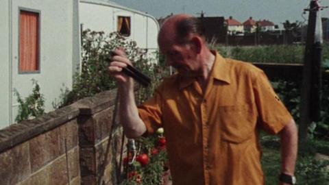 Charlie Roberts in his garden with his tomatoes