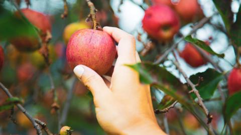 A single hand picking an apple from an apple tree.