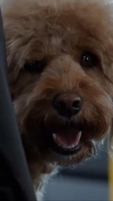 Fluffy dog stares at camera with its mouth open.