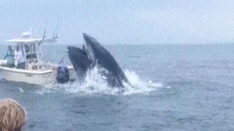 Whale breaches boat at sea