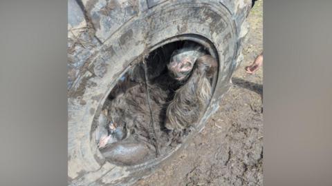 The brown and matted pony is wedged inside the tractor tyre in a muddy field.