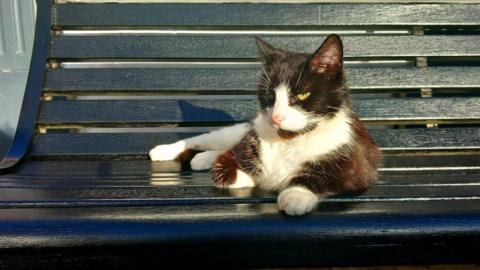 A black and white cat lying on a black bench.