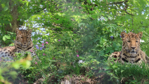 The image depicts Freddo and Lena resting in a lush, green environment. The leopards are lying down on either side of the image, positioned on what appears to be a grassy ledge or elevated area.