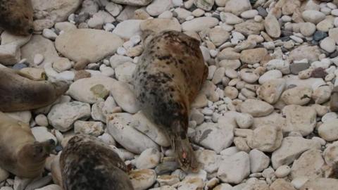 A grey seal laying on its side on white rocks surrounding by other seals doing the same. It has a small orange tag on its flipper.