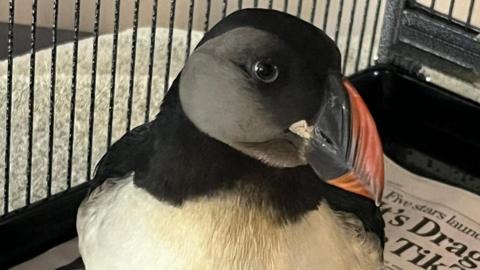 A puffin is in a cage standing on newspaper. It is eyeing the camera. It has a black and orange thick curved beak, black eyes, a black head and white chest.