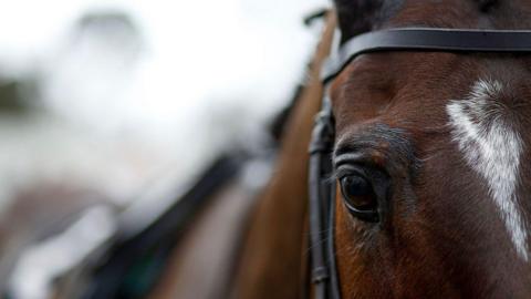 A close-up of a brown horse that is looking directly at the camera.