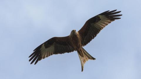 A red kite in flight above Reading, Berkshire. The bird appears brown and white coloured with its wings outstretched and its deeply forked tail. 