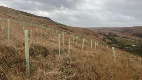 Thousands of green plastic sapling protectors on a moorland hillside. The sky is overcast. 