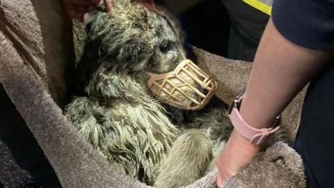 The Caucasian Shepherd being rescued