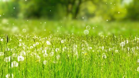 Field with pollen