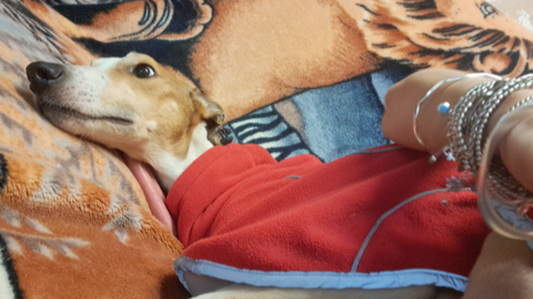 Phoenix is lying down on colourful blankets while being fussed by a woman whose hand is visible on the right of the image. He has a red coat one.