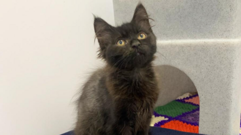 Strawberry, a kitten with silvery-black fur, sitting looking upwards alongside a knitted blanket.